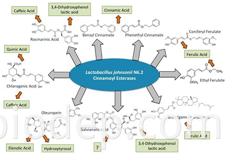 Lactobacillus Johnsonii